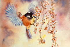 Coal Tit