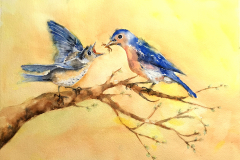 Bluebirds