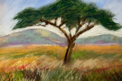 MerisDesertTree1