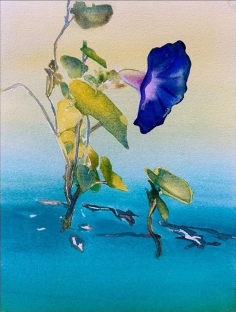 Watercolor painting of morning Glory