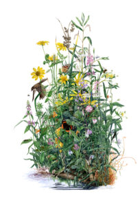 watercolor of native plants with birds, butterflies, bees, and flowers