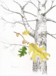 Painting of oak tree and leaves by Patricia Larenas