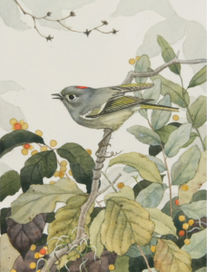painting of Ruby Crowned Kinglet bird by Alex Warnick