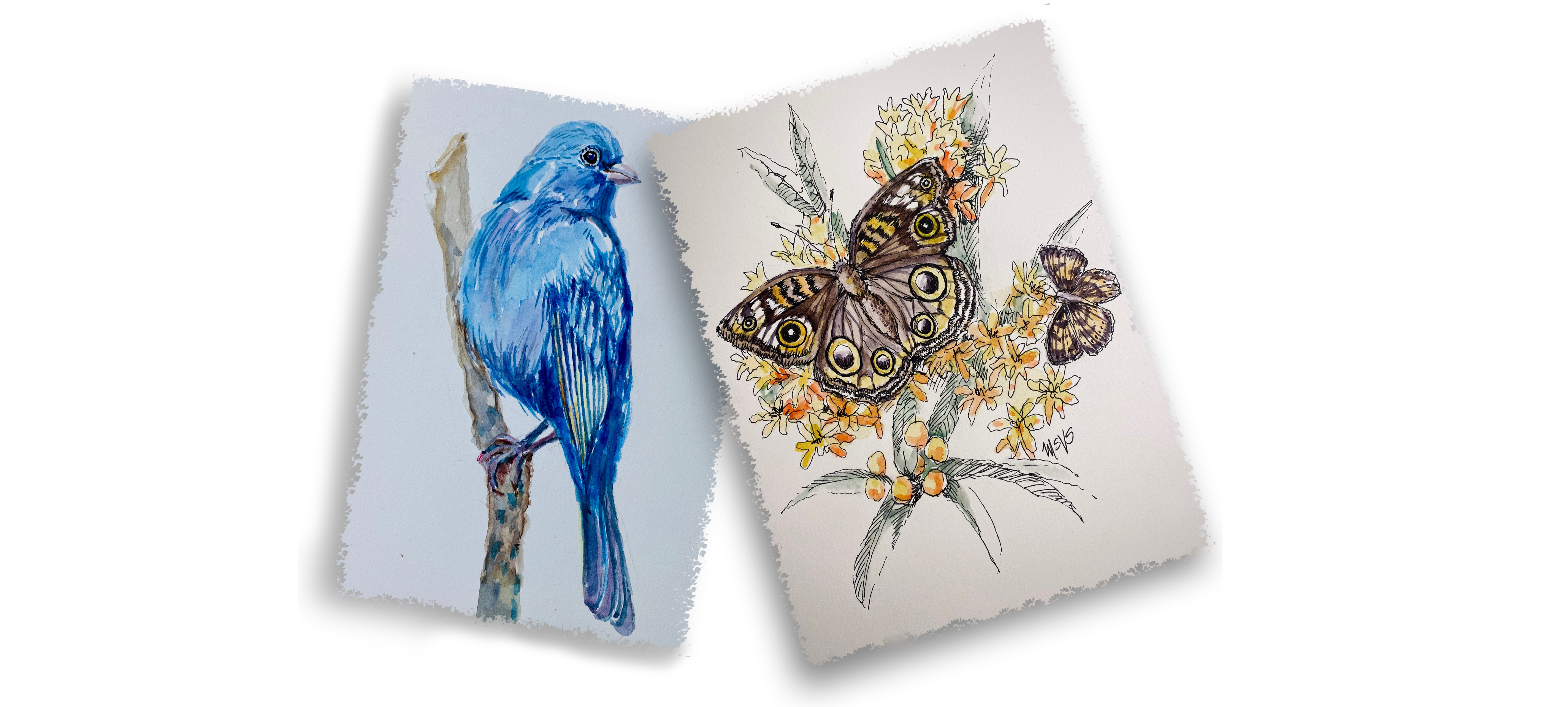 Paintings of bird and moth