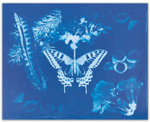 Cyanotype with butterflies and bugs