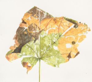 Watercolor painting of dried leaf