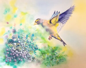 painting of Evening Grosbeak and juniper berries