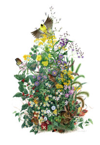 watercolor of native plants with birds, butterflies, bees, caterpillars, rabbit, and flowers