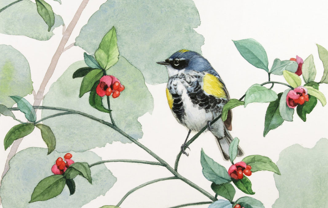 From Watching Birds to Sketching and Painting Them: Alex Warnick