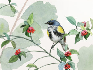 Alex Warnick painting of Yellow Rumped Warbler